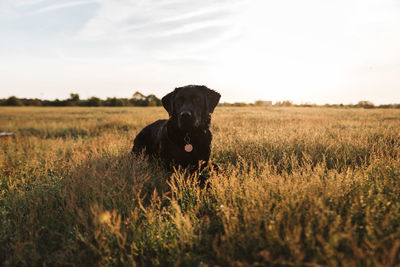 Dog in a field