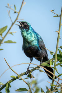 Low angle view of bird perching on tree