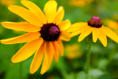 Close-up of insect on yellow flower