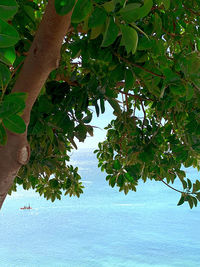 Low angle view of berries growing on tree against sky