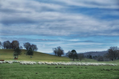 Scenic view of field against sky