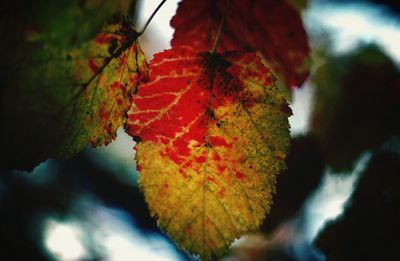 Close-up of autumnal leaves on tree