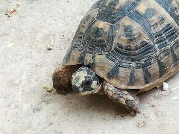 High angle view of a turtle