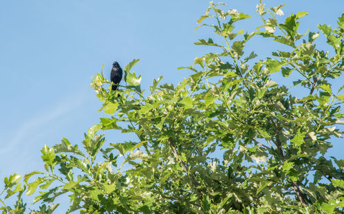 Low angle view of bird perching on a tree