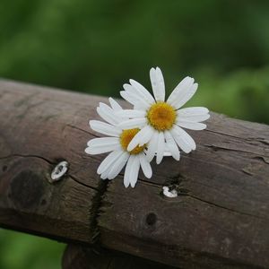 Close-up of white daisy on wood