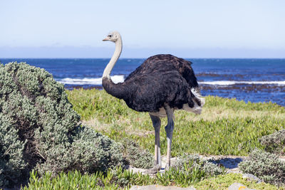 Ostrich on field with sea in background against clear sky