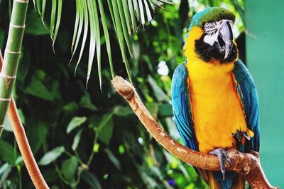 Close-up of parrot perching on tree