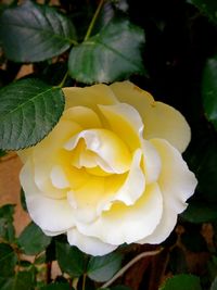 Close-up of white rose