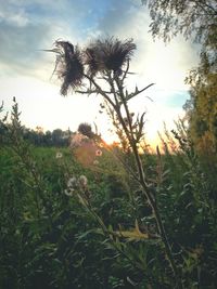 Scenic view of grassy field against sky at sunset