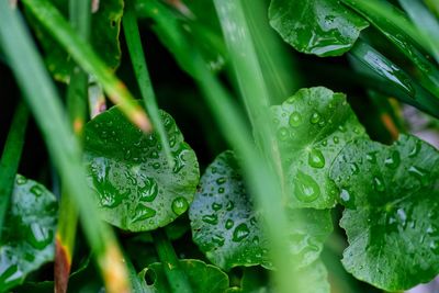 Close-up of raindrops on leaves