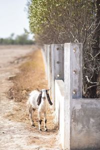 Horse on field