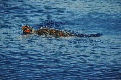 Turtle swimming in sea