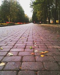 Surface level of road amidst autumn leaves