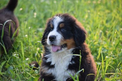 Close-up of dog sitting on grass