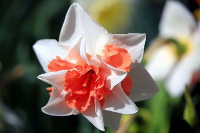 Close-up of white rose flower