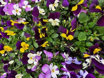 Full frame shot of colorful flowers