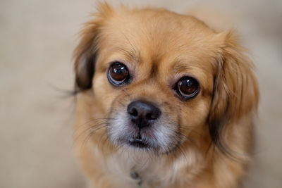 Close-up portrait of dog siting on carpet