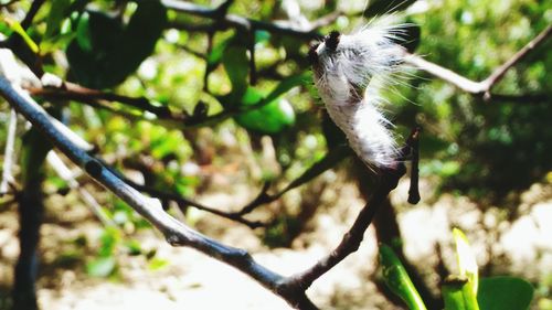 Close-up of bird flying