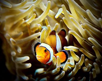 Fish swimming in sea