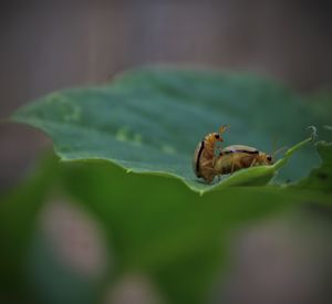 Close-up of insect on leaf