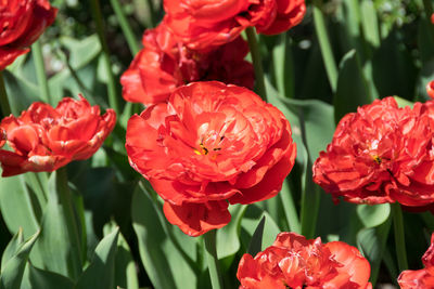 Close-up of red rose