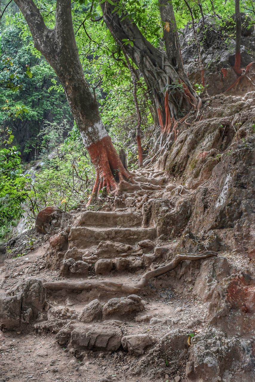 VIEW OF A TREE TRUNK