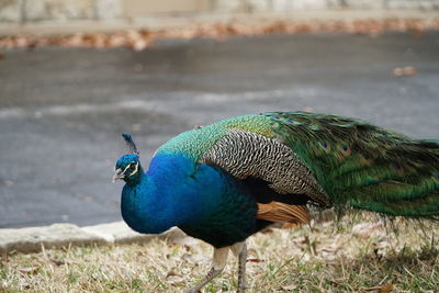 Close-up of peacock perching on field