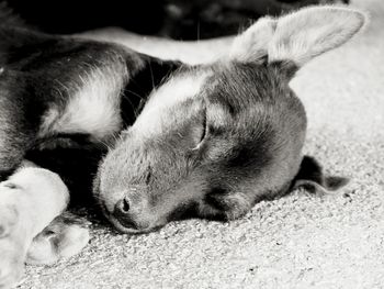 Close-up of a dog sleeping