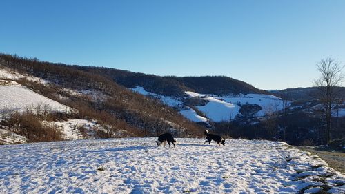 View of dog on snow covered landscape