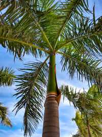 Low angle view of coconut palm tree against sky