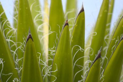 Close-up of succulent plants growing on field