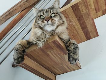 Portrait of cat on floor at home