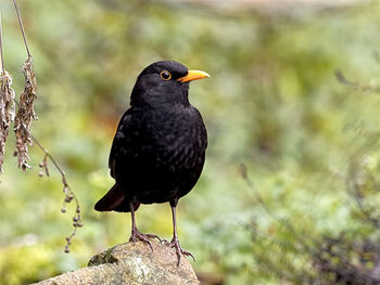 Close-up of bird perching on rock