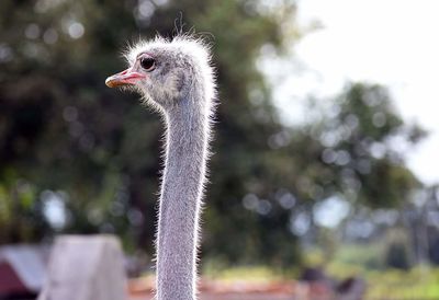 Close-up of ostrich