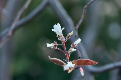 Close-up of wilted flower plant