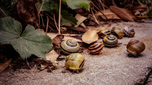 Close-up of snail on field