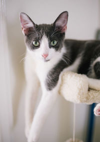 Close-up portrait of cat