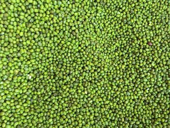 Full frame shot of green plants