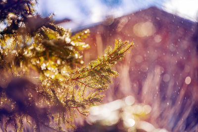 Close-up of cherry blossom