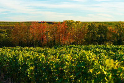 Scenic view of oilseed rape field against sky