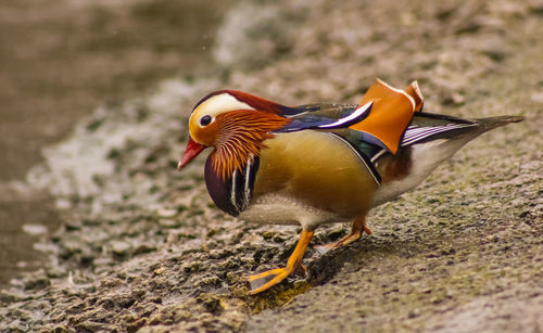 Mandarin duck at riverbank