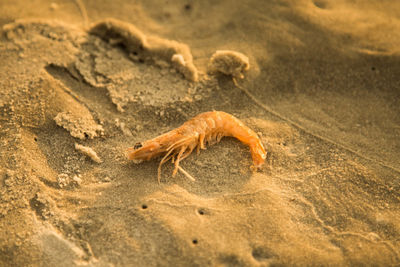 High angle view of a dead shrimp