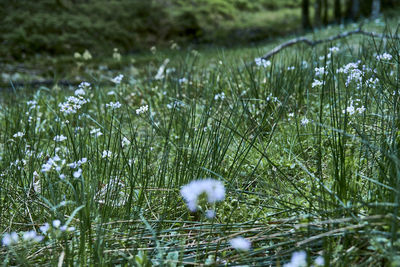 Close-up of dandelion on field