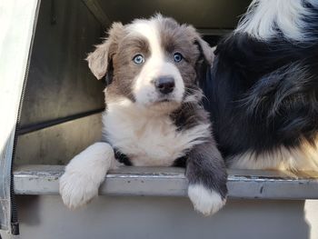 Portrait of cute puppy relaxing outdoors
