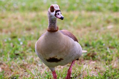 Close-up of bird on field