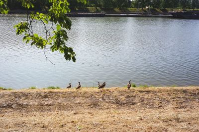 View of birds on lakeshore