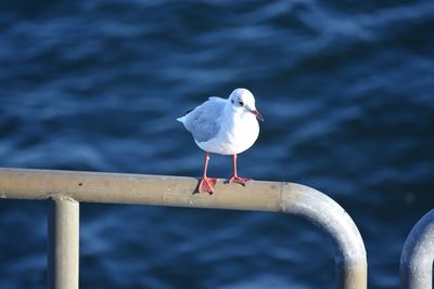 Seagull perching on wooden post