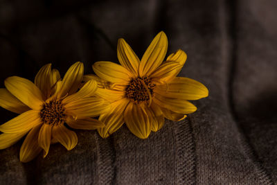 Close-up of yellow flower