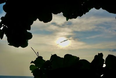 Close-up of silhouette plant against sky during sunset