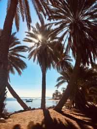 Palm trees on beach against sky